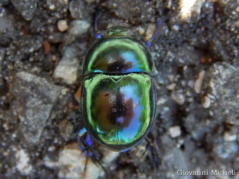 Geotrupidae: Trypocopris pyrenaeus splendens, maschio.